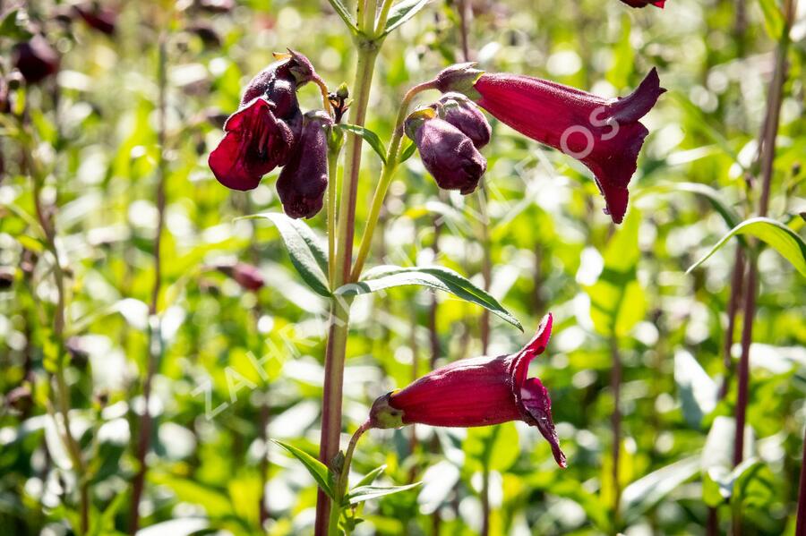 Dračík 'Rich Ruby' - Penstemon x mexicali 'Rich Ruby'