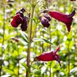 Dračík 'Rich Ruby' - Penstemon  x mexicali 'Rich Ruby'