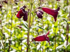 Dračík 'Rich Ruby' - Penstemon x mexicali 'Rich Ruby'
