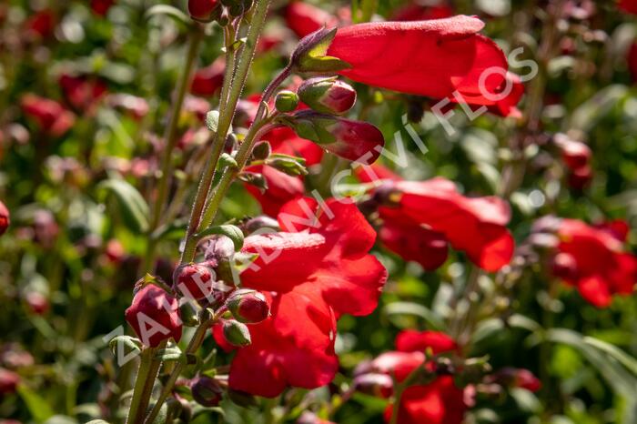 Dračík 'Rubicunda' - Penstemon 'Rubicunda'