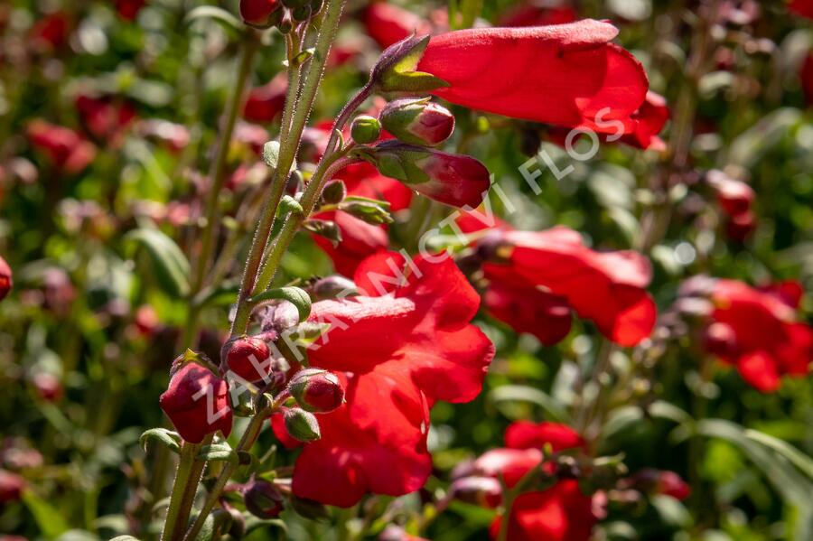 Dračík 'Rubicunda' - Penstemon 'Rubicunda'