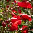 Dračík 'Rubicunda' - Penstemon 'Rubicunda'