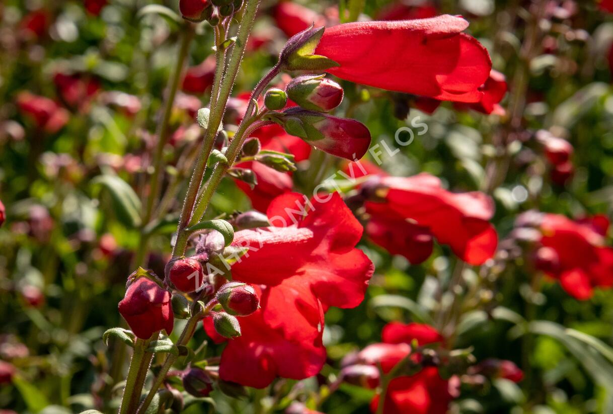 Dračík 'Rubicunda' - Penstemon 'Rubicunda'