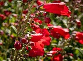 Dračík 'Rubicunda' - Penstemon 'Rubicunda'