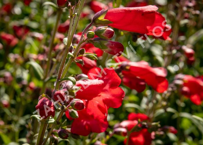 Dračík 'Rubicunda' - Penstemon 'Rubicunda'
