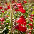 Dračík 'Rubicunda' - Penstemon 'Rubicunda'