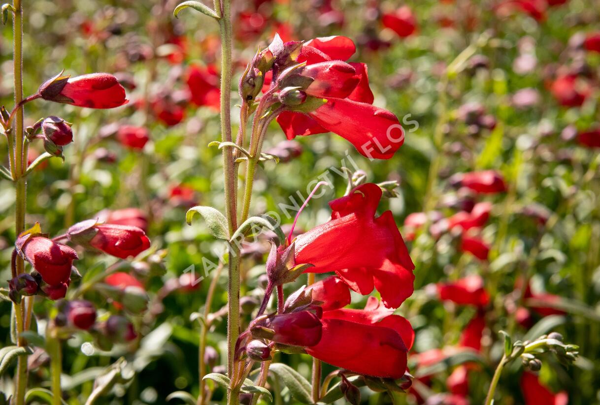 Dračík 'Rubicunda' - Penstemon 'Rubicunda'