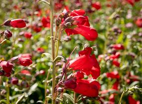 Dračík 'Rubicunda' - Penstemon 'Rubicunda'