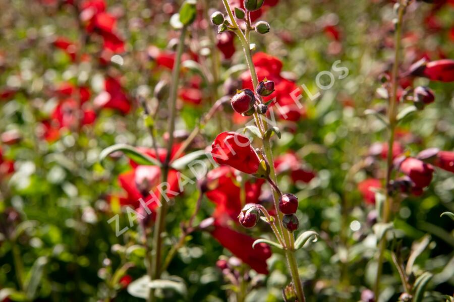 Dračík 'Rubicunda' - Penstemon 'Rubicunda'