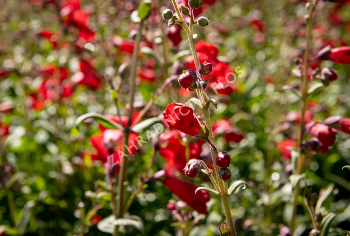 Dračík 'Rubicunda' - Penstemon 'Rubicunda'