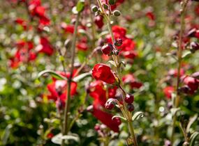 Dračík 'Rubicunda' - Penstemon 'Rubicunda'