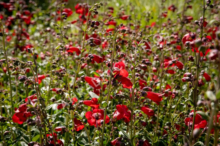 Dračík 'Rubicunda' - Penstemon 'Rubicunda'