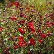 Dračík 'Rubicunda' - Penstemon 'Rubicunda'