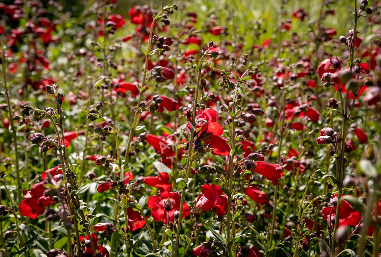 Dračík 'Rubicunda' - Penstemon 'Rubicunda'