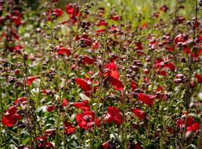 Dračík 'Rubicunda' - Penstemon 'Rubicunda'