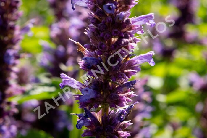 Agastache 'Blue Boa' - Agastache hybrida 'Blue Boa'