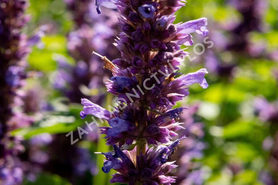 Agastache 'Blue Boa' - Agastache hybrida 'Blue Boa'