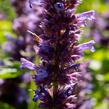 Agastache 'Blue Boa' - Agastache hybrida 'Blue Boa'