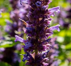 Agastache 'Blue Boa' - Agastache hybrida 'Blue Boa'