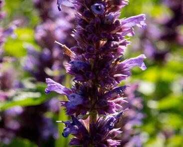 Agastache 'Blue Boa'