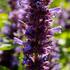 agastache-blue-boa.jpg