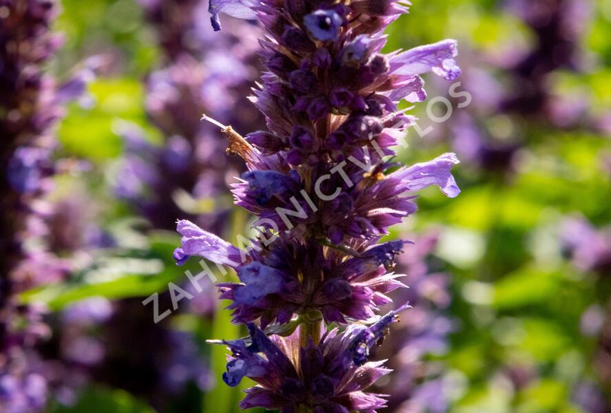 Agastache 'Blue Boa' - Agastache hybrida 'Blue Boa'