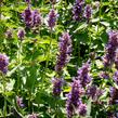 Agastache 'Blue Boa' - Agastache hybrida 'Blue Boa'