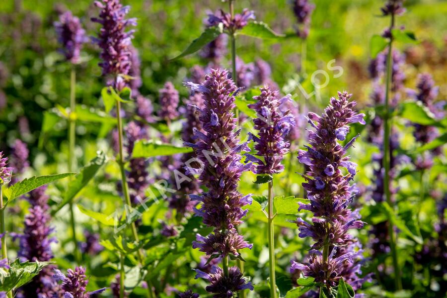 Agastache 'Blue Boa' - Agastache hybrida 'Blue Boa'