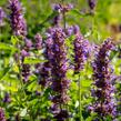 Agastache 'Blue Boa' - Agastache hybrida 'Blue Boa'