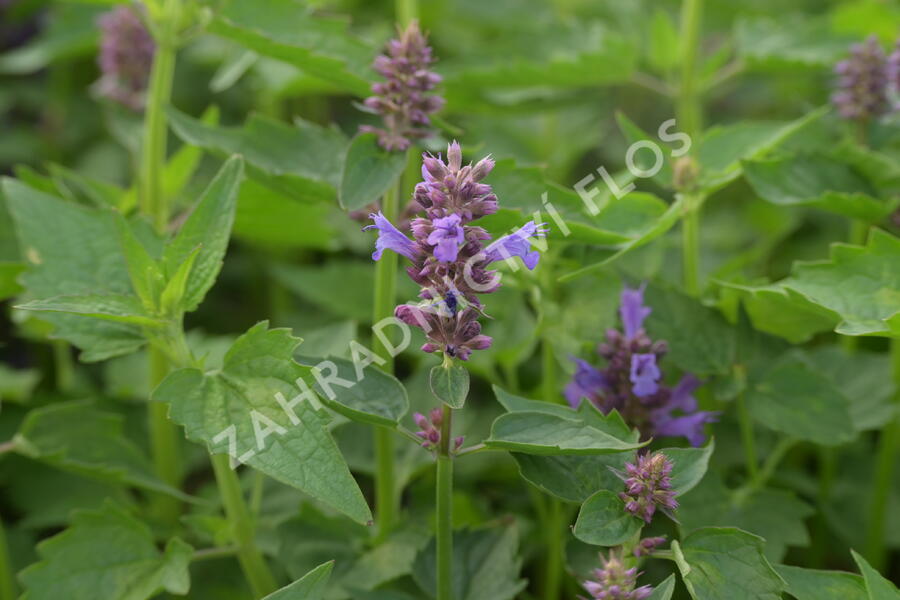 Agastache 'Blue Boa' - Agastache hybrida 'Blue Boa'