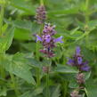 Agastache 'Blue Boa' - Agastache hybrida 'Blue Boa'