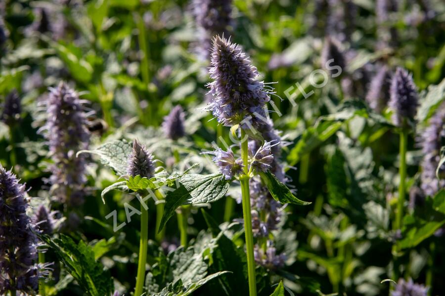Agastache 'Crazy Fortune' - Agastache hybrida 'Crazy Fortune'