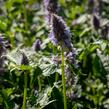 Agastache 'Crazy Fortune' - Agastache hybrida 'Crazy Fortune'