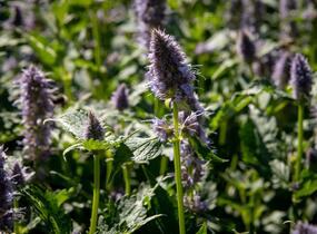 Agastache 'Crazy Fortune' - Agastache hybrida 'Crazy Fortune'