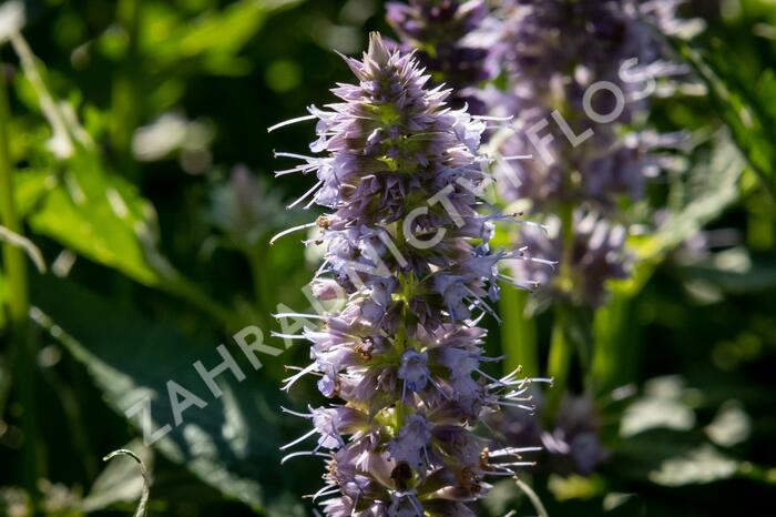 Agastache 'Crazy Fortune' - Agastache hybrida 'Crazy Fortune'
