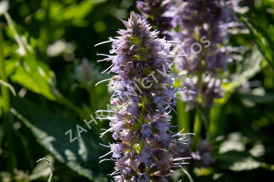Agastache 'Crazy Fortune' - Agastache hybrida 'Crazy Fortune'