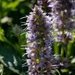 Agastache 'Crazy Fortune' - Agastache hybrida 'Crazy Fortune'