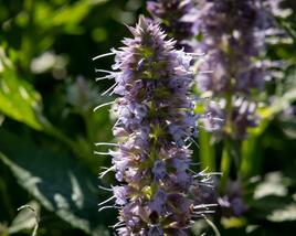 Agastache 'Crazy Fortune'