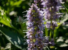 Agastache 'Crazy Fortune' - Agastache hybrida 'Crazy Fortune'