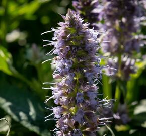 Agastache 'Crazy Fortune' - Agastache hybrida 'Crazy Fortune'