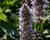 Agastache 'Crazy Fortune'