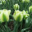 Tulipán zelenokvětý 'Spring Green' - Tulipa Viridiflora 'Spring Green'