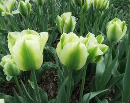 Tulipán zelenokvětý 'Spring Green'