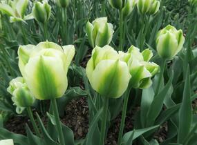 Tulipán zelenokvětý 'Spring Green' - Tulipa Viridiflora 'Spring Green'