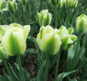 Tulipán zelenokvětý 'Spring Green' - Tulipa Viridiflora 'Spring Green'