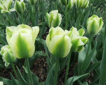 Tulipán zelenokvětý 'Spring Green'