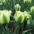 tulipan-zelenokvety-spring-green.jpg