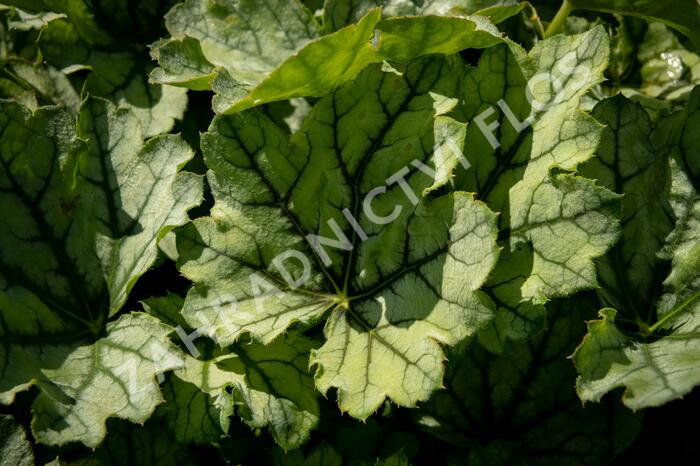 Dlužicha 'Venus' - Heuchera hybrida 'Venus'