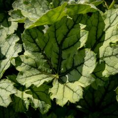 Dlužicha 'Venus' - Heuchera hybrida 'Venus'