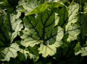 Dlužicha 'Venus' - Heuchera hybrida 'Venus'